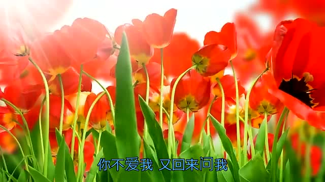 宁波话现在_宁波话不要再来伤害我_宁波人说再见方言