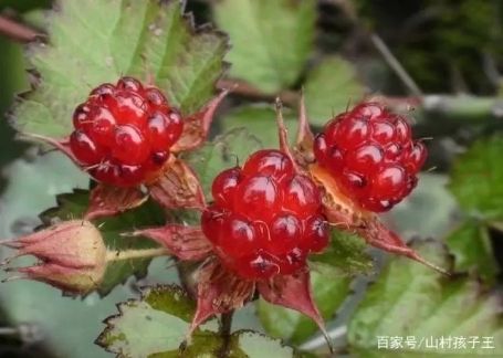 五开文韵墨香攻略_梦幻文韵墨香攻略_文韵墨香需要封系吗