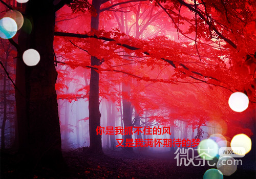 枫叶图片一张_枫叶图片创意_一个人走在枫叶中的图片